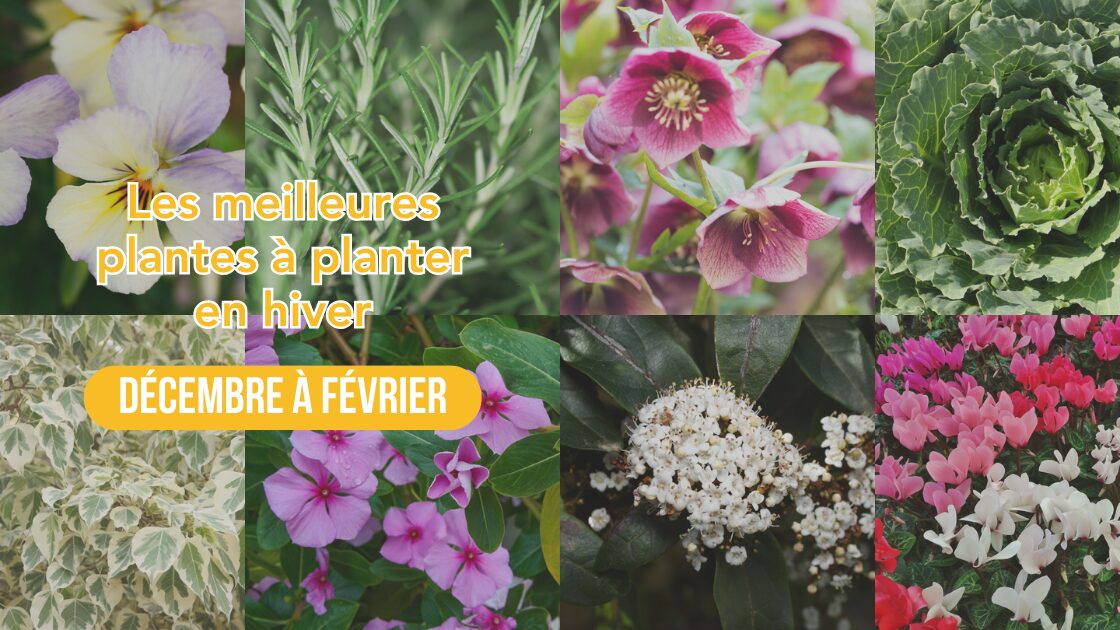 Jardinage en Normandie : Les meilleures plantes à planter en hiver (décembre à février)